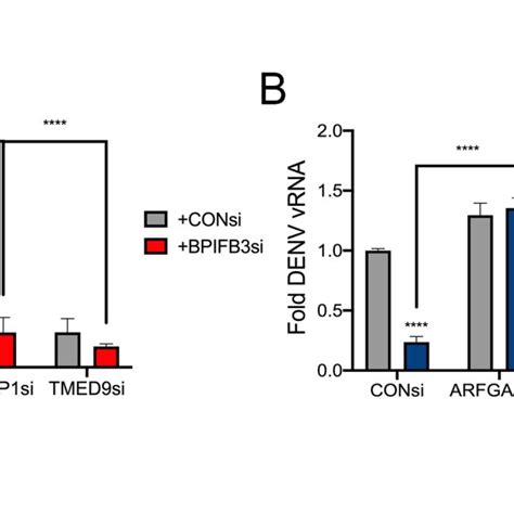 ARFGAP1 And TMED9 Reverse The Effects Of BPIFB3 Depletion On Viral