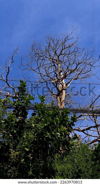 Naked Tree Cooler Season Thailand Stock Photo 2263970813 Shutterstock