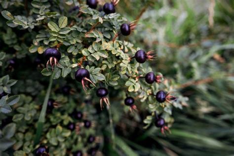 Черный шиповник: полезные свойства, противопоказания, фото, когда собирать