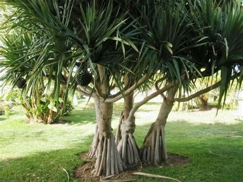 Pinhao De Madagascar - Pândano, Pinhão de Madagascar (Pandanus utilis) | Árvores para plantar ...