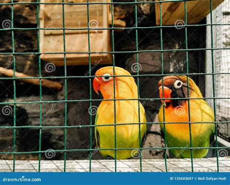 The Love Birds stock image. Image of cinematic, couple - 135603697