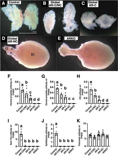 Male Fertility In Mice Requires Classical And Nonclassical Androgen Signaling Cell Reports