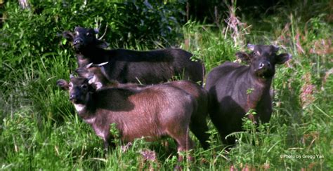 The Tamaraw: new findings about its endangered status