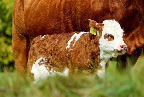Le Veau Une Viande Blanche Ou Rouge