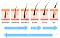 头发周期和头发生长周期的说明 翻译早期生长阶段中间生长阶段后期生长阶段回归阶段休息阶段脱