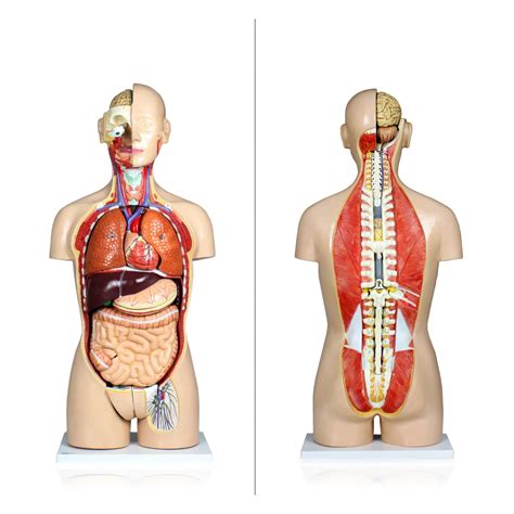 VAT108 N DC Dual Sex Human Torso W Open Back And Dust Cover 27 Parts Torsos Anatomical Models