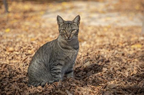 Gato Gris Rayado Sentado Al Aire Libre En Hojas Ca Das Con Espacio Para