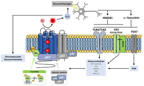 Antioxidants Free Full Text Nadph Oxidases Nox An Overview From