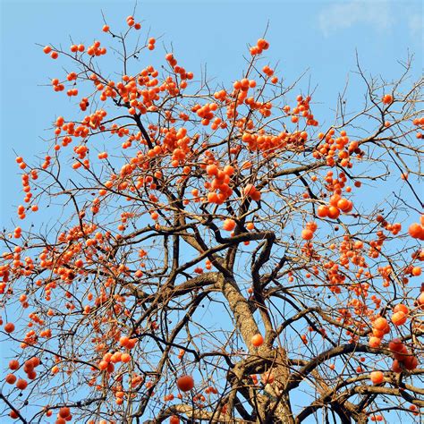 buy persimmon tree 8