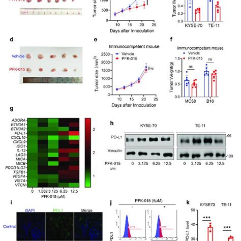 Pfk Impeded Escc Tumor Growth In Vitro And In Immunodeficient In