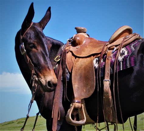 Mules for sale | christinatift