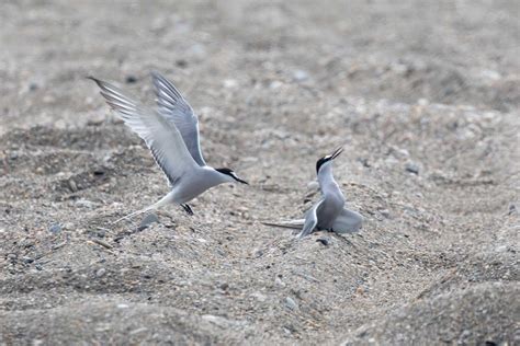 Aleutian Tern - Threatened, Endangered, and Diversity Program, Alaska ...