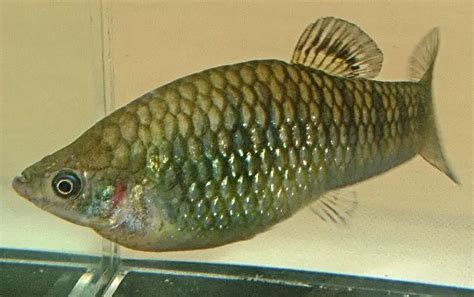 Limia nigrofasciata (Hump-backed Limia, Black-barred Limia) — Seriously ...