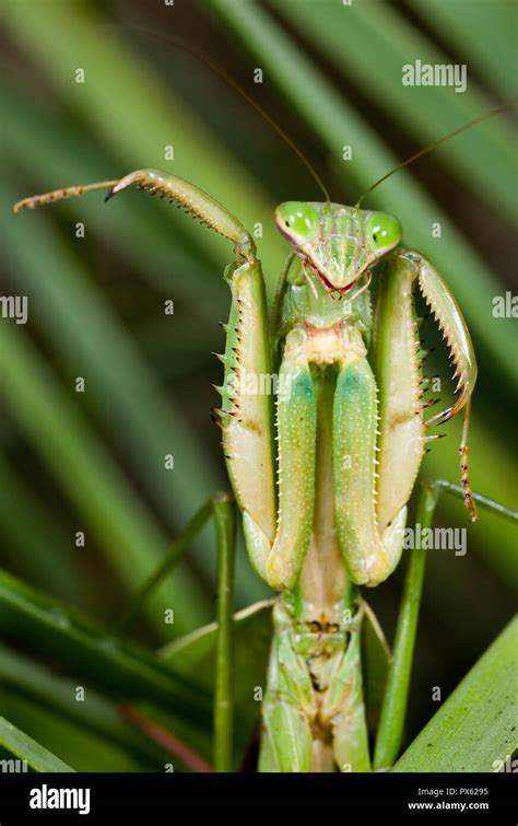 The Chinese Mantis Hi Res Stock Photography And Images Alamy