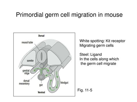Ppt Chapter Germ Cells Fertilization And Sex Powerpoint