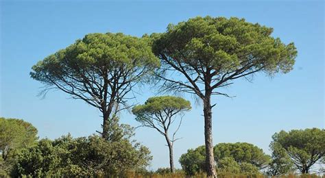 Trees Of Provence Portal List Of Provencal Trees By Provence Beyond