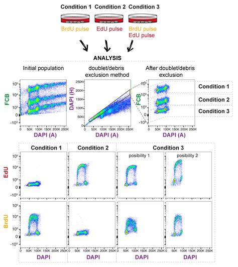 Mps Free Full Text Multiplex Cell Fate Tracking By Flow Cytometry