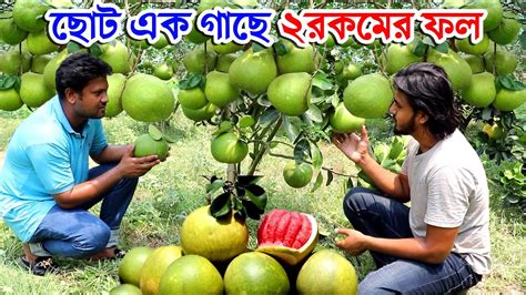 ছোট ১ গাছে দুই রকমের ফল ১২ মাস ফলের যোগান দেবে বারোমাসি জাম্বুরা