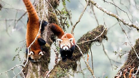 Red Pandas – Bing Wallpaper Download