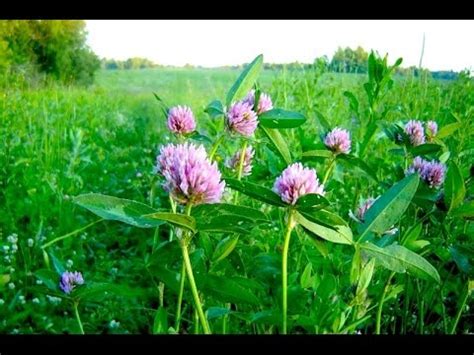 Клевер луговой: описание, лечебные свойства и применение растения