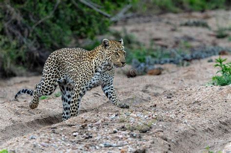 Leopard Female In Sabi Sands Game Reserve Stock Photo Image Of