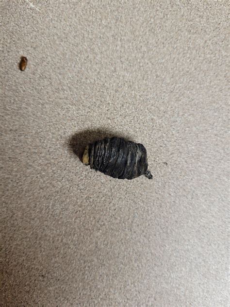 Polyphemous Moth Cocoon Didnt Hatch After 3 Months I Opened It Up To