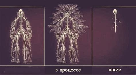 Create Comics Meme Nervous System The Nervous System Of The Meme