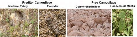 Camouflage Coevolutionary Predation Examples | Download Scientific Diagram