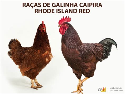 Frango E Galinha Caipira Ra As Americanas Cursos A Dist Ncia Cpt