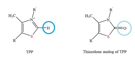 Thiamine thiazolone pyrophosphate binds to pyruvate dehydrog | Quizlet