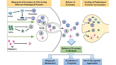 Exosome Biogenesis In Neuronal Cells And Their Role In Cell To Cell