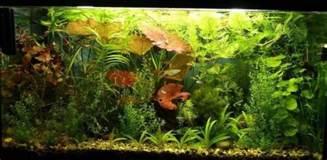 Калий в аквариуме: дозировка, использование, своими руками