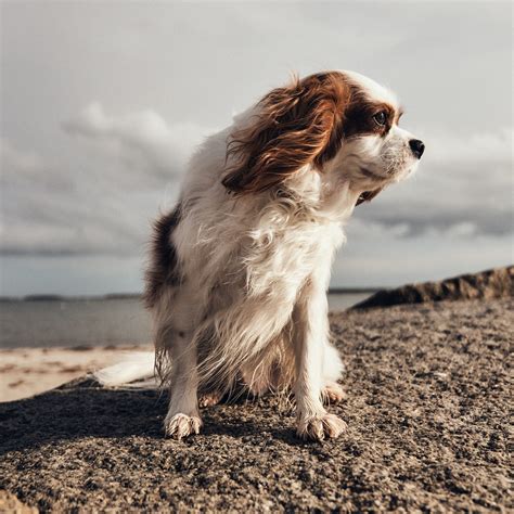 Mother's Day Dogs Wallpapers - Wallpaper Cave