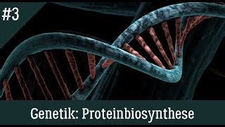 Genetik: Proteinbiosynthese ein Überblick einfach und r... | Doovi