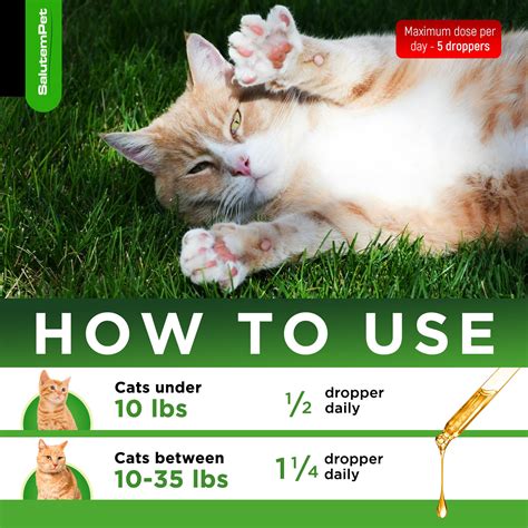 Snapklik.com : Cat Antibiotic For Infections, UTIs, Respiratory Moments