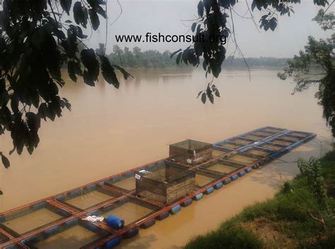 Cage Culture Of Freshwater Catfish Pangasius Sutchi In Pahang River