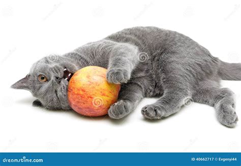 Le Chat Gris Joue Avec Une Pomme Sur Un Fond Blanc Image Stock Image