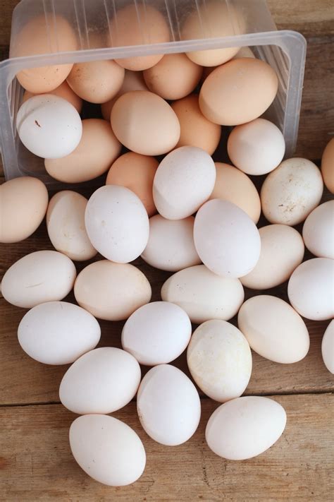 Можно ли есть яйца каждый день - Банкетоф