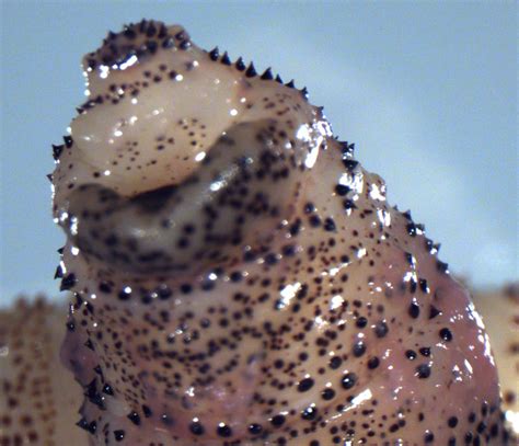 Blog Archives Ncvp National Center For Veterinary Parasitology