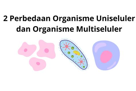 Foto Perbedaan Organisme Uniseluler Dan Organisme Multiseluler