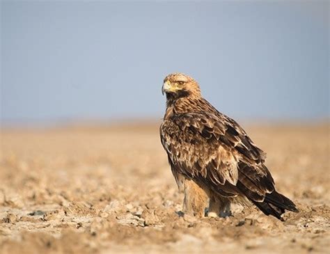 BALD EAGLE LIFE EXPECTANCY