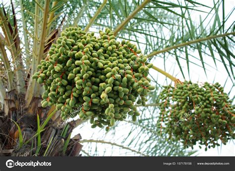 Японский финик фото (Большая коллекция фотографий) - artshots.ru