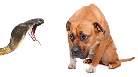 Cachorro Mordido Por Cobra Tem Medo De Linguiça - “Cachorro picado de cobra tem medo de linguiça.” - Emana & Parapsicologia