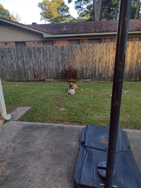 ️OWNER FOUND ️ - Shreveport Bossier Lost & Found Pets