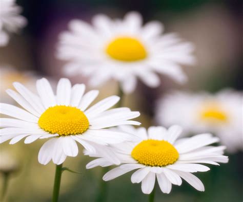 How to deadhead Shasta daisies: to keep them blooming for longer