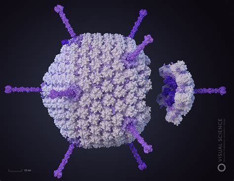 Human Adenovirus Scientific Illustration