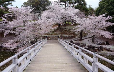 Cherry Blossoms - Nara Park Website