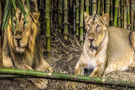 Vasona Lion Safari Park Utkarsh Hotel