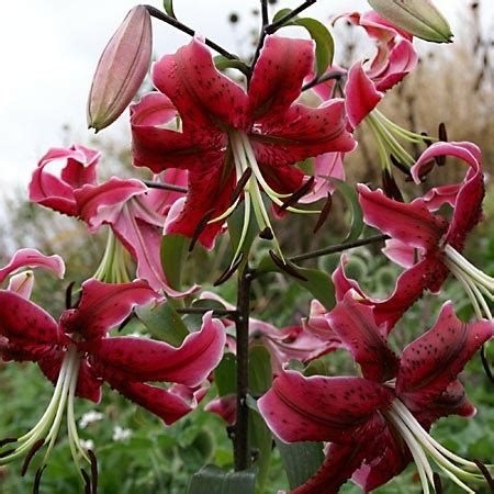 Садовая Энциклопедия. Лилия Мисс Фея. Lilium Miss Feya.