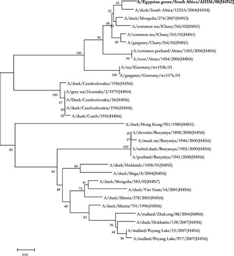 Phylogenetic Analysis Of Influenza A Viruses H6N8 H1N8 H4N2 H9N2